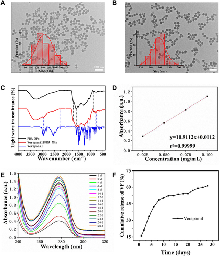 Figure 2 The characterization of polydopamine nanoparticles (PDA NPs) and verapamil-loaded polydopamine nanoparticles (VP-PDA NPs). The transmission electron microscopy (TEM) images of PDA NPs (A) and VP-PDA NPs (B). The Fourier transform infrared spectroscopy (FTIR) of VP-PDA NPs (C). The standard curve represents the UV absorbance value of verapamil solution against verapamil concentration (D). The ultraviolet absorbance of released verapamil at a different time point (E). The in vitro verapamil release curve of VP-PDA NPs in phosphate buffer saline during four weeks (F).