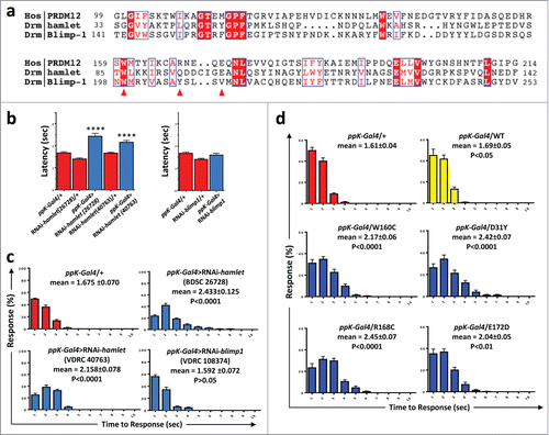 Figure 3. Knockdown of Hamlet causes hypoalgesia in Drosophila. (A) Protein sequence alignment of human PRDM12 and the Drosophila PRDM-family members Hamlet and Blimp1 SET domains. The human W160, R168 and E172 residues mutated in patients are denoted by red arrows. Conserved (red background) and partially conserved (red letters) residues are highlighted in blue boxes. Sequences with the following accessions were used here: PRDM12 NP_067632=Q9H4Q4; Hamlet NP_724130; Blimp1 NP_647982. (B) Sensory-neuron specific knockdown of hamlet using a ppk-Gal4 driver (class IV md-da neurons) results in increased latency response times (±SEM) to a thermal stimulus of 46°C. Results were confirmed in 2 different RNAi lines (26728 and 40763). Knockdown of the closely related blimp1 gene did not affect the thermal nocifensive response (right panel). The ppK-Gal4/+ driver line is shown as a control. ****, P < 0.0001 (Kruskal-Wallis non-parametric test for median comparisons with Dunn's post-hoc multiple comparisons test). (C) Average percentage of larvae (±SEM) responding at each time point (1–10 seconds) to a 46°C noxious thermal stimulus; data corresponding to panel b. Mean response times (±SEM) and p-values are indicated for each line. (D) Average percentages of larvae (±SEM) responding at each time point (1–10 seconds) to a 46°C noxious thermal stimulus for ppK-Gal4 control flies and fly lines that were engineered to express the indicated human mutations in nociceptive neurons. Mean response times (±SEM) and p-values are indicated for each line. n ≥ 60 for all thermal nociception assays.