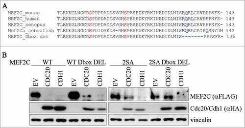 Figure 4. Ser98/Ser110 phosphorylation and a proximal conserved D-box are required for CDC20-dependent degradation of MEF2C. (A) Amminoacid sequence encoded by the α1 isoform. Sequence of a putative D-box near the Ser98 and Ser110 phosphoacceptor sites. Alignment with ClustalW of the amminoacid sequences encompassing the phosphorylable residues of MEF2C proteins from different species revealed the presence of a conservd D-box. Amminoacids forming the putative destruction box (D-box) are highlighted in blue, Ser98 and Ser110 in red. The deletion introduced in the MEF2C D-box mutant (MEF2C D-box del) is indicated. (B) The D-box and Ser98/Ser110 phosphorylation are all necessary for MEF2C degradation. C2 proliferating myoblasts were co-transfected with an empty vector (EV) or HA-tagged CDC20 and CDH1 vectors along with, alternatively the wild type MEF2C protein (WT), the D-box deleted mutant (WT D-box DEL), the not-phosphorylable MEF2C 2SA mutant or the MEF2C 2SA mutant deleted of the D-box (2SA D-box DEL). Cell extracts were analyzed by Western blotting with antibodies against FLAG and HA. Vinculin was used as loading control.