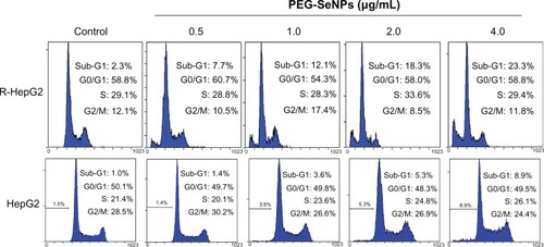 Figure 5 Flow cytometric analysis of cell cycle distribution of R-HepG2 cells treated with PEG-SeNPs for 72 hours.Abbreviations: PEG-SeNPs, polyethylene-glycol-nanolized selenium nanoparticles; R-HepG2, drug-resistant hepatocellular carcinoma; HepG2, hepatocellular carcinoma.
