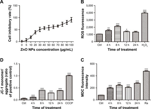 Figure 2 (A) Effects of various concentrations of ZnO NPs on the cell inhibitory rate of CAL 27 cells. Cells were cultured in 96-well plates and treated with 0, 5, 10, 20, 30, 40, 50, 60, 70, 80, 90, or 100 μg/mL ZnO NPs for 24 h. According to the results of the CCK-8 assay, 25 μg/mL ZnO NPs decreased the cell viability to <50% (P<0.001). (B–D) After treatment with or without 25 μg/mL ZnO NPs for 4, 8, 12, or 24 h, the cells were incubated with the DCFH-DA probe, JC-1 or MDC, and then measured using a Synergy-4 microplate reader. Cells treated with H2O2 (500 mM) for 2 h, CCCP (10 μM) for 20 min, and rapamycin (100 nM) for 2 h served as positive controls in each of the aforementioned experiments, respectively. The data are presented as the mean ± SEM (n=6). *P<0.05; **P<0.01; ***P<0.001.Abbreviations: Ctrl, control; CCK-8, cell counting kit-8; DCFH-DA, 2′,7′-dichlorofluorescin diacetate; JC-1, tetraethylbenzimidazolylcarbocyanine iodide; MDC, monodansylcadaverine; ROS, reactive oxygen species; SEM, standard error of measurement; ZnO NPs, zinc oxide nanoparticles; Ra, rapamycin.