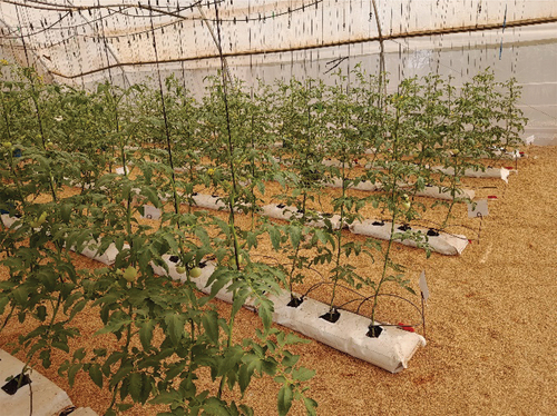 Figure 1. Photographic view of experimental set up in the greenhouse.