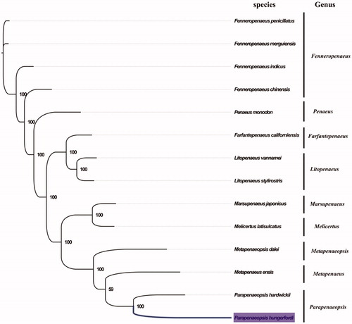 Figure 1. Phylogenetic tree of 14 species in family Penaeidae. The complete mitogenomes is downloaded from GenBank and the phylogenic tree is constructed by maximum-likelihood method with 100 bootstrap replicates. The bootstrap values were labeled at each branch nodes. The gene's accession number for tree construction is listed as follows: Fenneropenaeus penicillatus (NC_026885), Fenneropenaeus merguiensis (NC_026884), Fenneropenaeus indicus (NC_031366), Fenneropenaeus chinensis (NC_009679), Penaeus monodon (NC_002184), Farfantepenaeus californiensis (NC_012738), Litopenaeus vannamei (NC_009626), Litopenaeus stylirostris (NC_012060), Marsupenaeus japonicus (NC_007010), Melicertus latisulcatus (MG821353), Metapenaeopsis dalei (NC_029457), Metapenaeus ensis (NC_026834), and Parapenaeopsis hardwickii (NC_030277).