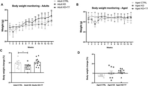 Figure 1. Body weight monitoring of the adults (A) and aged (B) groups. Body weight (g) was measured weekly before and during all the experimental periods. Body weight change of adults (C) and aged (D) considering the baseline and 12-week weight, in percentual. (A and B) Each dot represents the mean of the group (n =  8–12 per group). (C) Bars represent mean and SEM. (D) Each dot represents the result of an animal and horizontal lines represent the mean of the group. *p < 0.05; **p < 0.01 KD×KD+T7.