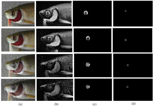 Figure 3. ROI segmentation in fish (a) Original RGB image (b) Saturation channel image (c) ROI (eye) (d) ROI (pupil of the eye).