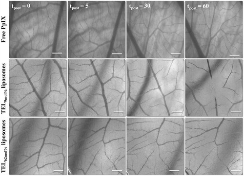 Figure 4. Stereomicrographs of CAM represent the occlusion of CAM vasculature mediated photodynamic therapy (vPDT). Image acquisitions were performed at 5 minutes before PDT (tpost 0) and at tpost 5, 30, and 60 minutes after PDT following IV-injection of free PpIX in 20% PEG 16000 containing HEPES-buffered saline, PpIX in TEL9mol% or in TEL62mol% liposomes at TL: PpIX ratios of 10. Bar represents 500 μm.
