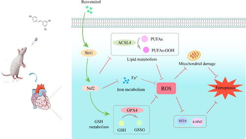 Figure 9. Proposed mechanisms of resveratrol on anti-ferroptosis effects in rats with SIC.