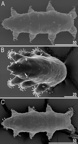 Figure 24. Cuticular morphotypes within Echiniscoides (SEM): smooth cuticle – A–B. Echiniscoides sigismundi from Julebæk Strand (Sjælland, neotype locality), rugose cuticle – C. an undescribed Echiniscoides species from Los Angeles. Scale bars in μm.