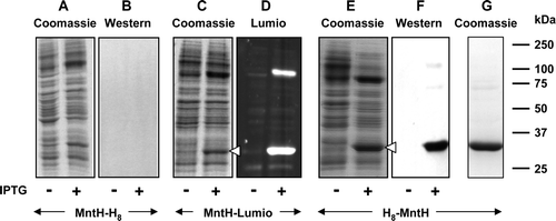 Figure 5.  Effect of tag type and location on expression of MntH. Membrane samples (20 µg) were prepared from cultures of E. coli strain BL21 harbouring the indicated MntH constructs, before and after induction with 0.1 mM IPTG. MntH-H8: pMR4-MntH, encoding MntH bearing a C-terminal His8 tag; MntH-lumio: pMR5-MntH, encoding MntH bearing a C-terminal Lumio™ tag; H8-MntH: pMR2-MntH, encoding MntH bearing an N-terminal His8 tag. Proteins were detected using Coomassie blue (A, C, E, G), Lumio™ Green (D) or by staining Western blots with HisProbe™–HRP (B, F). Panel G shows purified MntH bearing an N-terminal His8 tag. The mobilities of marker proteins of known molecular mass are shown on the right and the positions of the overexpressed monomeric forms of MntH are indicated by arrowheads.