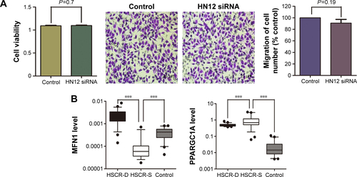 Figure S1 H2O2 can induce cell apoptosis and HN12 has no matter with cell migration and proliferation.Notes: (A) Cell proliferation and migration were not changed by treatment with siRNA against HN12. Cell viability presented as mean ± SEM (right panel), and the representative images show the invasive cells at the bottom of the membrane stained with crystal violet (left panel). (B) The expression levels of MFN1 and PPARGC1A were detected in HSCR tissues and control tissues. ***P<0.001. (C) Apoptosis analysis was conducted with SY5Y cells that were treated with H2O2 at 400 and 800 µM with or without 15% FBS. (D) Morphology of cells treated with H2O2. SH-SY5Y cells were treated for 24 hours, harvested, stained with Hoechst, and examined by confocal microscopy. All tests performed three times and results presented as mean ± SEM.Abbreviations: siRNA, small interfering RNA; SEM, standard error of mean; HSCR, Hirschsprung’s disease; FBS, fetal bovine serum; DMEM, Dulbecco’s Modified Eagle’s Medium.