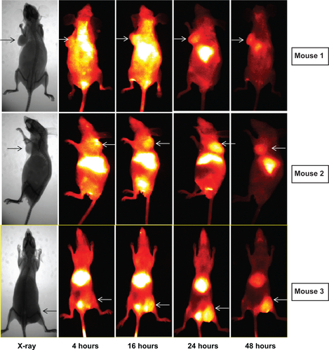 Figure S2 NIRF images of blocking group, tumors are indicated by white arrowheads.Abbreviation: NIRF, near infra-red fluorescence.