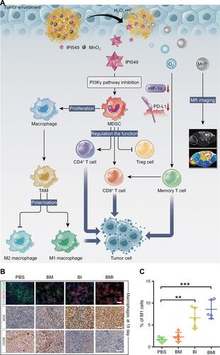 Figure 6 Multifunctional nanoregulator composed of MnO2 particles and IPI549 reshaped tumor immune microenvironment and enhanced immunotherapy. (A) Schematic illustration of the mechanism by which BSA-MnO2-IPI549 nanoregulator reshapes the tumor immune microenvironment and provides MRI-guided immunotherapy. (B) Immunofluorescence and immunohistochemical staining of the expressions of macrophage markers in tumor sections from 4T1 tumor-bearing mice receiving different treatments at day 18, BM: BSA-MnO2, BI: nanoparticles loaded with IPI549, BMI: BSA-MnO2-IPI549, scale bar: 100 µm. (C) Proportion of M1-type (CD11b+/F4/80+/CD16/32+) macrophages in tumor tissues of mice in different treatment groups detected by flow cytometry. **P < 0.01, ***P < 0.001. Reproduced from Yu M, Duan XH, Cai YJ, et al. Multifunctional nanoregulator reshapes immune microenvironment and enhances immune memory for tumor immunotherapy. Adv Sci. 2019;6(16):1900037.Citation119 © 2019 The Authors. Published by WILEY‐VCH Verlag GmbH & Co. KGaA, Weinheim.