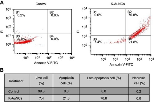 Figure S2 (A) Annixin V-FITC/PI double staining of apoptosis in A549 control or K-AuNCs (12.5 µg/mL) treated cells. (B) Table represents the percentage of cells live and in different stages of apoptosis