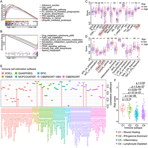 Figure 6 GSEA, ssGSEA, and immunological correlation analyses of different risk scores in HCC. (A and B) Enriched pathways in high- and low-risk groups of HCC by GSEA analysis. (C and D) Differential analyses of the immune status and function in high- and low-risk groups by ssGSEA analysis. (E) Correlation analyses between the risk scores and the infiltration levels of various immune cells in HCC. (F) The distribution of risk scores in different immune subtypes of HCC. ns not significant, *p < 0.05, **p < 0.01, ***p < 0.001.