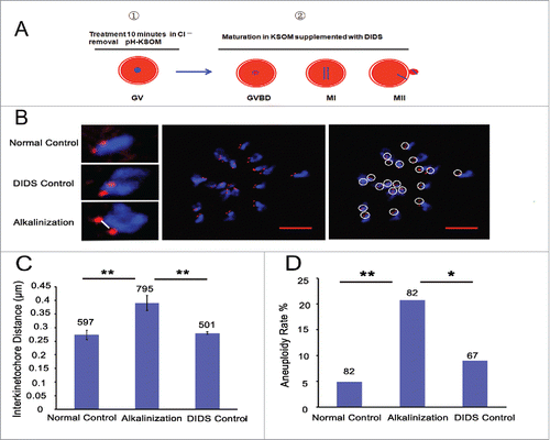 Figure 4. Alkaline treatment of young oocytes causes increases in chromosome aneuploidy and sister iKT distance. (A) Model for the process of alkaline treatment of young oocytes. 1) The pHi of GV oocytes was increased. 2) The increased pHi was maintained in different oocyte phases. (B) MII oocytes were spread in situ. A flattened z-stack series of images through a monastrol-treated egg (middle). Chromosomes were counted using a flattened z-stack series of images; the white circle represents a sister chromatid pair (right). Representative sister chromatid pairs from the normal control, DIDS control and alkaline treatment groups illustrating the increase in iKT distances; the white line shows the inner distance of the sister chromatid pair (left). Red, centromere (CREST); blue, chromatin (4,6-diamino-2-phenyl indole, DAPI). Bar = 5 μm. Alkalinization: oocytes were matured in a medium supplemented with DIDS after being removed to Cl−-free media for a 10-min treatment. Normal control: oocytes were matured in media without any addition and treatment. DIDS control: oocytes were matured in media supplemented with DIDS but without Cl−-free media treatment. In C and D, the numbers analyzed are indicated above the bars; ** P < 0.01; * P < 0.05. In each experiment, the data shown represent more than 3 replications.