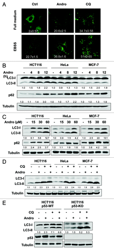 Figure 1. Andro enhances the level of autophagy markers by suppressing autophagic flux in human cancer cells. (A) Effect of Andro on GFP-LC3 punctation. GFP-LC3-expressing stable MEF cells were treated with Andro (30 µM) or CQ (20 µM) in full-medium or EBSS for 6 h. The GFP-LC3 punctation was observed under a confocal microscope (× 600) and representative images are shown. The number of GFP-LC3 puncta per cell was quantified and presented as mean ± SD from 50 randomly selected cells based on one batch of three independent experiments. (B) and (C) Andro promotes LC3-II conversion and p62 accumulation in time-dependent and dose-dependent patterns. HCT116, HeLa and MCF7 cells were treated with Andro (30 µM) for indicated time courses, or treated with Andro at indicated doses for 12 h. LC3-II and p62 were quantified and the folds of increase were presented. (D) Andro does not promote autophagic flux. HCT116, HeLa and MCF7 cells were pretreated with chloroquine CQ (5 µM) for 30 min, followed by treatment with Andro (30 µM) for another 12 h. Cell lysates were collected and subject to western blot for detecting LC3 conversion. (E) Andro’s effect on autophagy is p53-independent. HCT116 p53-WT and p53-KO cells were treated as indicated in (D); and cell lysates were subject to western blot. LC3-II conversion was quantified accordingly.