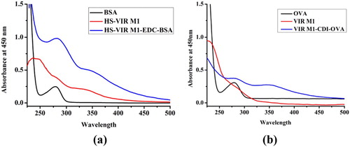 Figure 3. (a) UV–VIS spectra of VIR M1 immunogen (HS-VIR M1-EDC-BSA); (b) UV–VIS spectra of VIR M1 coating antigen (VIR M1-CDI-OVA).