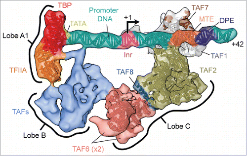 Figure 2. Structure of the promoter-bound core of TFIID. The cryo-EM reconstruction of the promoter-bound core of TFIID comprising lobes A1, B and C, is shown here colored according to current subunit assignments and with available atomic models docked (EMD-3305Citation20). The promoter DNA and the locations of the sequence motifs present in the super core promoter used in the experiment are also modeled. Note that the positions and identities of the TAFs making up lobe B (light blue) are yet unknown, owing to the flexibility and thus lower resolution of this region. For clarity, the flexible part of lobe A (lobe A2) is not shown (see Fig. 1).