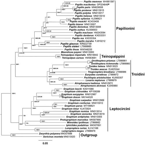 Figure 3. Phylogenetic tree of Papilio macilentus and other related species based on 13 PCGs and 2 rRNAs. The numbers at the nodes separated by ‘/’ indicate analyses based on either the ML (left) or BI (right) methods, respectively. ‘-’ are lack of Bayesian posterior probabilities indicates that the nodes were not recovered in the BI analysis. GenBank accession numbers of each mitogenome are given after the species name, and the asterisk indicates the species sequenced in this study. The following sequences were used: Zerynthia polyxena MK507888 (Condamine et al. Citation2018); Troides helena MN013023 (Liu et al. Citation2020); Troides aeacus EU625344; Trogonoptera brookiana LT999986; Teinopalpus imperialis KR018842 (Huang et al. Citation2015); Teinopalpus aureus HM563681 (Qin et al. Citation2012); Sericinus montela MN013020 (Liu et al. Citation2020); Protographium marcellus MK507890 (Condamine et al. Citation2018); Papilio xuthus KU356933 (Wu et al. Citation2016); Papilio thoas MW548255 (Jeng et al. Citation2021); Papilio syfanius KJ396621 (Dong et al. Citation2016); Papilio slateri LT999985; Papilio rex KX033354; Papilio protenor MN013015 (Liu et al. Citation2020); Papilio polytes MN013017 (Liu et al. Citation2020); Papilio paris MN629008 (Sun et al. Citation2020); Papilio memnon MH981597 (Shi et al. Citation2020); Papilio maraho FJ810212 (Wu et al. Citation2010); Papilio machaon HM243594; Papilio maackii KC433408 (Dong et al. Citation2013); Papilio helenus MN013010 (Liu et al. Citation2020); Papilio glaucus KR822739 (Cong et al. Citation2015); Papilio demoleus MN013008 (Liu et al. Citation2020); Papilio dardanus KX033351; Papilio bianor MN013007 (Liu et al. Citation2020); Pachliopta aristolochiae KU950357; Ornithoptera richmondia LT999980; Ornithoptera priamus LT999981; Mimoides lysithous LT999982; Meandrusa payeni MN013000 (Liu et al. Citation2020); Losaria neptunus LT999979; Lamproptera meges LT999978; Lamproptera curius KJ141168 (Qin et al. Citation2015); Iphiclides podalirius MK507891 (Condamine et al. Citation2018); Graphium xenocles MN013019 (Liu et al. Citation2020); Graphium timur KJ472924 (Chen et al. Citation2016a); Graphium sarpedon MN012989 (Liu et al. Citation2020); Graphium parus MT198821 (Duan et al. Citation2020); Graphium nomius MN013014 (Liu et al. Citation2020); Graphium leechi KX011066; Graphium eurypylus MN012987 (Liu et al. Citation2020); Graphium doson MK144328 (Kong et al. Citation2019); Graphium confucius MN013012 (Liu et al. Citation2020); Graphium chironides KP159289 (Chen and Hao Citation2016); Graphium antiphates MN013005 (Liu et al. Citation2020); Euryades corethrus LT999972; Atrophaneura hedistus MN012972 (Liu et al. Citation2020); Atrophaneura alcinous KJ540880 (Chen et al. Citation2016b).