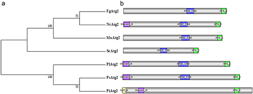 Figure 1. Identification of PlATG2 in P. litchii.