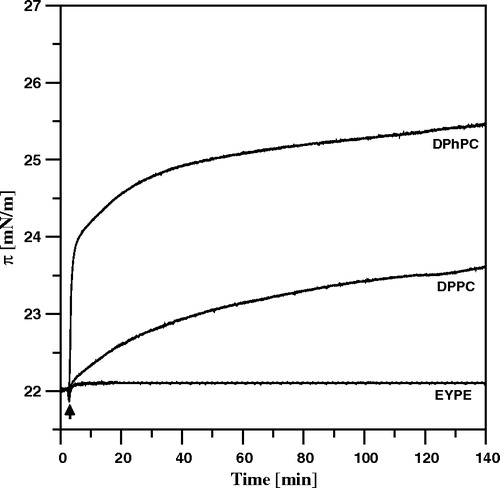 Figure 5.  Surface pressure increase after the injection (marked with an arrow) of 10 µl of AmB solution in DMSO into the air-water subphase (12 ml), beneath the monomolecular layers at the surface pressure 22 mN/m, formed with: DPhPC, DPPC and EYPE (indicated). The final concentration of AmB was 0.9 µM. Temperature 26°C.