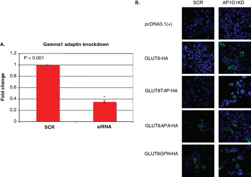 Figure 8. AP1 interacts with GLUT8 and the mutant GLUT8-TAP in HEK293 cells. (A) The transcript levels for the gamma1 subunit of AP-1 were depleted by 65% in HEK293 cells following treatment with siRNA (n = 3). (B) RNAi treated HEK293 cells were transiently transfected with GLUT8 or the GLUT8 mutants and stained without permeabilization (n = 2). The cell surface associated GLUT8-HA and GLUT8-TAP-HA were greater in cells transfected with siRNA targeting AP1 than in cells transfected with negative control siRNA. The levels of GLUT8-APA-HA and GLUT8-GPN-HA at the plasma membrane were not altered by the depletion of AP1. Images were obtained using a 60× oil objective lens.
