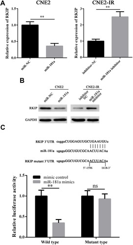 Figure 3 Mir-181a could directly target RKIP in NPC.Notes: qPCR and Western blot assays showed that miR-181a overexpression could inhibit RKIP mRNA (A, left panel, 1.02±0.11 vs 0.36±0.08) and RKIP protein (B, left panel) level, while miR-181a inhibitor overexpression could upregulate RKIP mRNA (A, right panel, 1.03±0.12 vs 2.5±0.29) and RKIP protein (B, right panel) level. (C) The relative luciferase activity of CNE2 transfected with wild type RKIP reporter plasmid was significantly inhibited (1.03±0.14 vs 0.35±0.08), whereas, the no inhibitory effect was not observed in CNE2 transfected with mutant type RKIP reporter plasmid(1.02±0.13 vs 0.93±0.12). **Stands for P <0.01, ns stands for “no significant difference.”