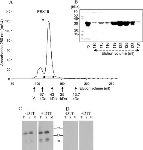 Figure 4.  Recombinant His6PEX19-1 forms a dimer. (A) His6PEX19-1 that had been purified by nickel affinity chromatography was applied to a Superdex 75 20/60 gel filtration column and eluted with a retention volume of 115 ml (shown by downward pointing arrow) indicating it has a mass of 60 kDa, consistent with being a dimer. The column was calibrated using a gel filtration low molecular weight calibration kit (GE Health Care) with retention volumes and masses of the protein standards indicated on the chromatogram (upward pointing arrows). For both standards and sample, the retention volume where each protein begins to elute from the column is indicated. V0 is the void volume. (B) Coomassie stained SDS-PAGE showing His6PEX19-1 in fractions eluted from the gel filtration column. His6PEX19-1 in fractions collected between 110 and 134 ml (indicated by broken double arrows on A) show that it migrates with an apparent mass of approximately 30 kDa in SDS-PAGE, despite elution from the column with a mass of approximately 60 kDa. The lane indicated as P shows nickel affinity column purified His6PEX19 before gel filtration chromatography. (C) Immunoblot of 12% native Tris/glycine gels, showing equivalent volumes of total (T), soluble (S) and membrane (M) fractions, (see Figure 3B), extracted in the presence (+) or absence (-) of DTT and probed with anti-AtPEX19 antibody and (D) anti-AtPEX19 antibody, preincubated with recombinant PEX19 as in Figure 3B.