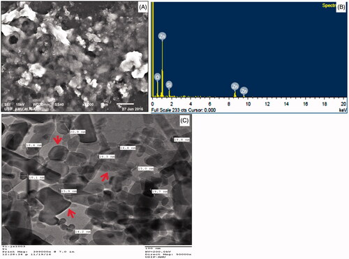 Figure 3. SEM, EDX, TEM and size frequency of ZnO NPs. (A) shows a representative SEM image of ZnO NPs; (B) represents the EDX spectrum of ZnO NPs; (C) depicts the representative TEM image of ZnO NPs.