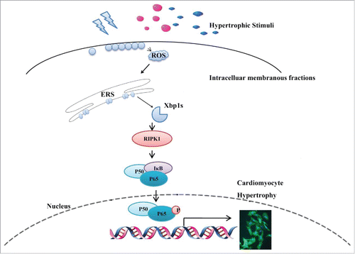 Figure 6. Schematic representation of the Xbp1s/RIPK1/NF-κB pathway by which NOX4 triggered cardiac hypertrophy. Upon hypertrophic stimuli(pressure overload caused by TAC, neurohumoral factors AngII and ISO), elevated NOX4 expression and ROS generation resulted in splicing of Xbp1, enhanced RIPK1 expression and ensuing phosphorylation of P65, ultimately led to cardiomyocyte hypertrophy.