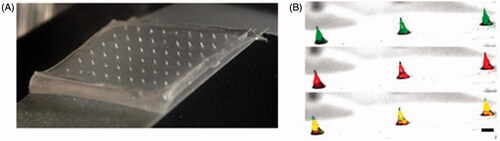 Figure 1. Characterization of powder-laden MNPs. (A) Microneedle patch with a 6 × 9 array. (B) Microneedles labeled with FITC and loaded with SRB powder were observed under a confocal microscope (10×). Scale bar, 100 μm.