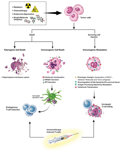 Figure 1. Rationale behind immunogenic modulation. Multiple immunogenic effects elicited by radiation therapy, conventional chemotherapeutics, small molecule inhibitors, and androgen deprivation can be exploited to improve the efficacy of anticancer immunotherapy.