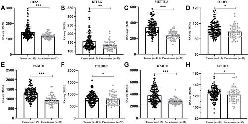 Figure 5 Comparison of RNA expression levels between hepatocellular carcinoma tissues and adjacent tissues of the 8 signature genes. (A) HES5, (B) KITLG, (C) METTL3, (D) TCOF1, (E) PSMD1, (F) YTHDF2, (G) RAB10 and (H) ZC3H13. *p<0.05; **p<0.01; ***p<0.001.