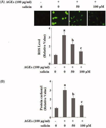 Figure 1. Salicin treatment suppressed AGE-induced oxidative stress in human SW1353 chondrosarcoma cells. Human SW1353 cells were treated with 100 μg/ml AGEs in the presence or absence of 50 and 100 μM salicin for 48 h. (A). Intracellular ROS was determined by the DCFH-DA assay; (B). The protein carbonyl content was determined by the 2, 4-dinitrophenyl-hydrazine (DNPH) assay (a, b, c, p < .01 vs. previous column group).