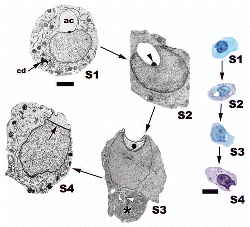Figure 16 (A) Light and electron micrographs of step 1 spermatids from the testes of the American Alligator (Alligator mississippiensis) and the Cottonmouth Snake (Agkistrodon piscivorus). Note the characters that define this step, chromatoid body (cd), the large Golgi complex (black arrows), and acrosome vesicle (white arrows). Also, there are cytoplasmic bridges that allow cytoplasmic communication between cohorts of germ cells during spermatogenesis in reptiles (black *). Light: Bar = 15 µm, TEM: Bar = 5 µm. (B–D) Early acrosome development in step 1 speramtids from different reptiles. (B) Jamaican Anole, Anolis lineatopus; (C) American Alligator, Alligator mississippiensis; (D) Northern Copperhead Snake, Agkistrodon contortrix. There are transport vesicles (white arrowheads) from the Golgi (black arrows) that deliver materials (black arrowhead) and membrane to the growing acrosome vesicle (white arrow) that rests either near or on the nucleus (Nu). Note that the Copperhead has two Golgi that feed the developing acrosome vesicle (black arrows) and granule (white*). Bars = 200 nm.