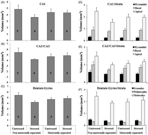 Figure 2. Effect of early maternal separation and variable chronic stress on the volume (in mm3, mean ± SE) of the CA1 (A), CA2/CA3 (B) and DG (C) areas of the dorsal hippocampus and their respective strata (D–F). The number of animals for each treatment is included inside each bar.