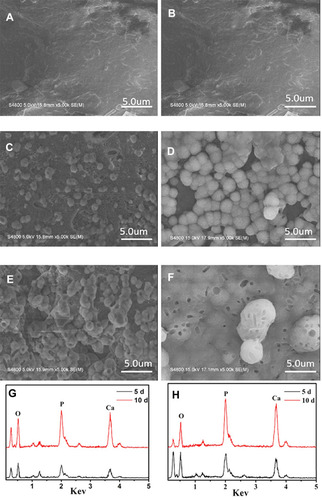 Figure 3 SEM images of surface morphology of PS (A, B), PMC (C, D), and PMWC (E, F) immersed into SBF for 5 (A, C, E) and 10 (B, D, F) days. EDS of PMC (G) and PMWC (H) immersed in SBF for 5 and 10 days, respectively.Abbreviations: SEM, scanning electron microscope; PS, polybutylene succinate; PMC, polybutylene succinate-magnesium phosphate composite scaffolds; PMW, polybutylene succinate-magnesium phosphate-wheat protein composite scaffolds; SBF, simulated body fluid.