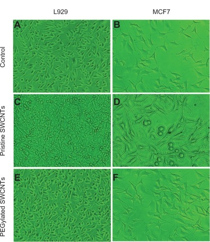 Figure 7 Phase-contrast microscopic images of normal (L929) and cancer (MCF7) cells treated with pristine single-walled carbon nanotubes (SWCNTs) and polyethylene glycolated (PEGylated) SWCNTs after 24 hours. (A and B) Control images of L929 and MCF7 cells; (C and D) images of cells treated with pristine SWCNTs; (E and F) images of cells treated with PEGylated SWCNTS and showing biocompatibility of cells after 24 hours of incubation.