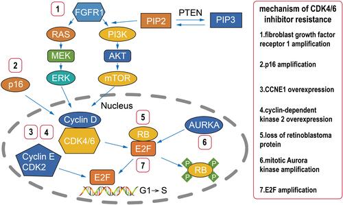 Figure 1 Mechanisms underlying CDK4/6 inhibitor resistance. Multiple factors involved in cell cycle regulation are associated with CDK4/6 inhibitor resistance, such as loss of RB, p16 amplification, CCNE1 overexpression, FGFR1 amplification, AURKA amplification, and E2F amplification.
