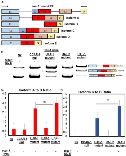 Figure 3. CCAR-1RNAi affects the alternative splicing of the tos-1 splicing reporter in UAF-1 mutants. A. Shows the tos-1 pre-mRNA and subsequent isoforms due to alternative splicing B. The RT-PCR results of N2, CCAR-1 null (SDW040), UAF-2 mutant (VC3010), and UAF-1 mutant (MT16492) (with and without ccar-1 RNAi). C. Shows the isoform ratios of isoform a to D in N2, CCAR-1 null (SDW040), UAF-2 mutant (VC3010), and UAF-1 mutant (MT16492) (with and without ccar-1 RNAi) D. Shows the isoform ratios of isoform C to D in N2, CCAR-1 null (SDW040), UAF-2 mutant (VC3010), and UAF-1 mutant (MT16492) (with and without ccar-1 RNAi). The error bars in C and D represent the standard error and variability of isoform ratios from different replicates.