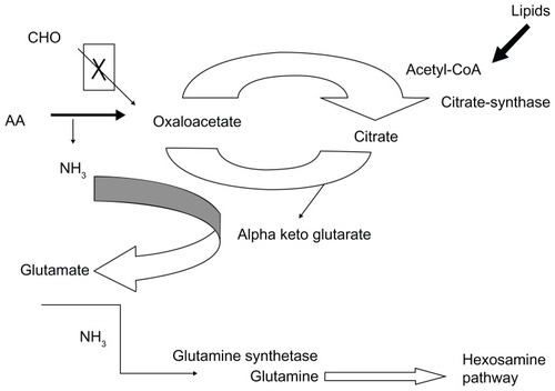 Figure 3 Adaptation of muscle metabolism to a high availability of lipids.
