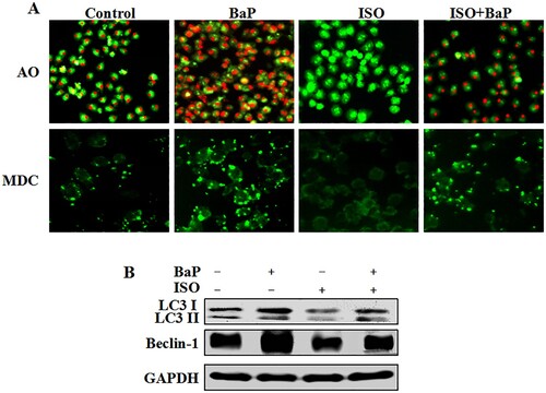 Figure 3. Effects of ISO on the autophagic injury in HL-7702 cells caused by BaP. The red fluorescence and bright green fluorescence indicate the autophagic vacuoles (A), Scale bar = 50 μm. Beclin-1 and LC3 I/II were assessed by western blot analysis, GAPDH was used as an internal control (B).