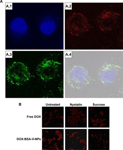 Figure 8 Cellular uptake mechanism investigated by (A) CLSM and (B) inverted fluorescence microscopy.Notes: Uptake pathways of DOX-BSA-V-NPs in BGC-823 cells studied by using (A) LysoTracker Green (400× magnification) and (B) endocytic inhibitors (100× magnification). (A,1) DAPI; (A,2) RBITC-labeled BSA-V-NPs; (A,3) LysoTracker Green; (A,4) merge.Abbreviations: BSA, bovine serum albumin; CLSM, confocal laser scanning microscopy; DAPI, 4′,6-diamidino-2-phenylindole; DOX, doxorubicin; RBITC, rhodamin B isothiocyanate; NPs, nanoparticles; V, vanillin.