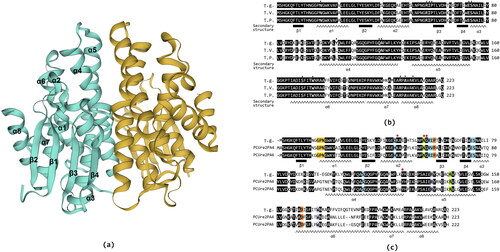 Figure 4. Three-dimensional structure schematic representation of Tg-GST2 and multiple sequence alignment of deduced amino acid sequence of Tg-GST2; (a) Three-dimensional structure schematic representation of Tg-GST2. A and B monomers were colored yellow and cyan, respectively. Black font indicates protein secondary structure; (b) Identical residues were shaded in black. The secondary structure elements of Tg-GST2 were labeled and indicated by coils for helix α and by oblong shape for strand β. The amino acid sequence of Tg-GST2 was compared with those of other GST available in phylogenetic tree from NCBI public database. Numbers on the right were the residue number of the last amino acid in each line. Single letter amino acid code was used. The sequences were aligned and box shaded using BioXM .T.g.: Tg-GST2 amino acid sequence, T.V.:T. versicolor FP-101664 SS1 GST C-terminal (XP_008034241.1) amino acid sequence, percentage matching 85.65%, T.P.:T. pubescens GST1 (OJT10732.1) amino acid sequence, percentage matching 87.89%. Position of conserved characteristic residues of GSH binding site (G-site) and polypeptide binding site (H-site) were marked as ▲; (c) Structure-based sequence alignment of Tg-GST2 with two Ure2pA glutathione transferases from P. chrysosporium PcUre2pA4 (PDB no.4Z6B) and PcUre2pA6 (PDB no.4ZB8). The catalytic motifs were shaded yellow. The residues involved in the binding of GS1 and GS2 moieties were shaded blue and purple, respectively. The residue pair which constitutes the inter-subunit ‘ock-and key’hydrophilic interaction was shaded green. The quasi invariant residues in the GST superfamily were shaded orange.