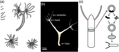 Figure 40. (a) Grafting experiments showed the effect of the homeostatic flow and the high level of versatility of Hydra tissues Citation496. (b) Image of H. vulgaris depicting its most prominent parts. Hydras morphology is simple: a gastric column ends in a head (hypostome) surrounded by tentacles and a basal disk at the other side. (c) Hydra cells can be cut into pieces or even be entirely disassembled and re-aggregated to form a new organism. Within this process, first a hollow sphere is formed. This sphere passes through several phases of pulsations before a new small hydra finally emerges. Figure (a) was adapted from Citation496, figure (c) was inspired by Citation497.