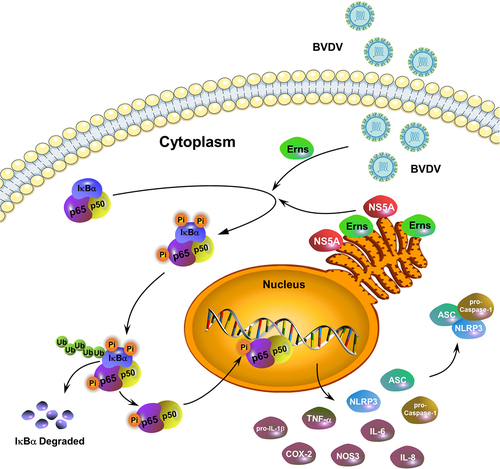 Figure 9. A schematic diagram of BVDV infection-induced inflammatory responses via the activation of the NF-κB pathway.