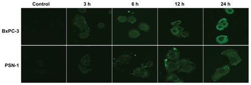 Figure 8 Interactions between gemcitabine-loaded PEGylated liposomes and pancreatic cancer cells. © 2011, Elsevier. Reproduced with permission from Yang F, Jin C, Jiang Y, et al. Liposome based delivery systems in pancreatic cancer treatment: from bench to bedside. Cancer Treat Rev. 2011;37(8):633–642.Citation25Notes: Confocal laser scanning microscopy shows efficient interaction between gemcitabine-loaded PEGylated liposomes and BxPC-3 and PSN-1 cell membranes. Intracellular localization of fluorescein-dihexadecanoyl phosphoethanolamine is time-dependent.Abbreviation: PEG, poly(ethylene glycol).