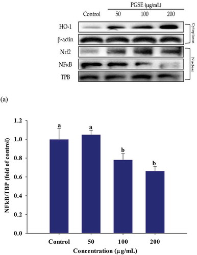 Figure 5. Effects of PGSE on the expression of NFκB (a), Nrf2 (b), and HO-1 (c) in LPS-stimulated RAW 264.7 macrophages. PGSE: Platycodon grandiflorum seed extract, NFκB: nuclear factor κB, Nrf2: nuclear factor erythroid 2-related factor 2, HO-1: heme oxygenase-1. Different letters indicate significant differences at p < 0.05.Figura 5. Efectos del PGSE en la expresión de NFκB (a), Nrf2 (b), y HO-1 (c) en macrófagos RAW 264.7 estimulados por LPS.PGSE: Extracto de semilla de Platycodon grandiflorum, NFκB: factor nuclear κB, Nrf2: factor nuclear eritrocito 2 relacionado con el factor 2, HO-1: hemo-oxigenasa-1. Las distintas letras indican diferencias significativas en p < 0.05.