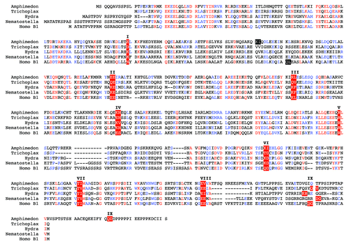 Figure 3. The intron positions in lamin genes are conserved between the most basal metazoans and vertebrates. Alignment of predicted lamin protein sequences of the sponge Amphimedon queenslandica, the placozoan Trichoplax adhaerens, two cnidarians, Hydra magnipapillata, a hydrozoan, and Nematostella vectensis, an anthozoan, and human lamin B1 (Homo B1) was performed with the MultAlin softwareCitation75 using the Blosum62 matrix.Citation76 The sequence for the sponge was manually extracted from the Amphimedon genome project.Citation74 The Trichoplax, Hydra and Nematostella lamin sequences were taken from published data.Citation77 Trichoplax intron positions were re-inspected and a putative CaaX motif-encoding exon was identified and added to the Trichoplax sequence. The gene structure of human lamin B1 was taken from.Citation78 The position of all nine introns present in the lamin genes of the four basal metazoans is conserved in the human lamin. These intron positions are marked by white letters on red background and are numbered with roman numbers I to IX. Introns, which have no match in one of the other four lamin genes, are marked white on black. Where the exon/intron boundary is between two codons, the two adjacent amino acid residues are marked. In the other two cases the exon / intron boundary is between the second and third base of the codon of the marked amino acid residue. The short CaaX motif-encoding exon is heterogeneous in size. Consequently, intron positions of intron IX appear out of register in this alignment.