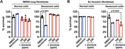 Figure 2. I. tinctoria extracts have a selective senolytic effect on human foreskin fibroblasts (A) Human lung fibroblasts were treated with Bleomycin (10 μg / ml) for 24 h to induce senescence. Seven days later, normal and senescent IMR90 cells were treated with I. tinctoria extracts at the indicated concentrations for 3 days. Cell death was assessed by CellTiter blue analysis and normalized to DMSO. Navitoclax served as a positive control for senolytic activity. Data are mean ± SEM, one-way ANOVA test. (B) BJ cells were treated with Bleomycin (10 μg / ml) for 24 h to induce senescence. Seven days later, normal and senescent BJ cells were treated with I. tinctoria extracts at the indicated concentrations for 3 days. Cell death was assessed by PI staining. Navitoclax served as a positive control for senolytic activity. Data are mean ± SEM, one-way ANOVA test.